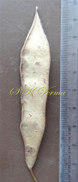  Legume